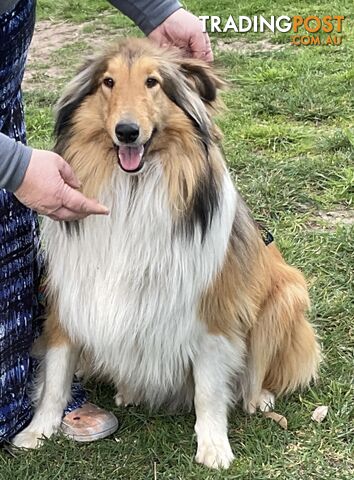 Sable and white collies (lassie)