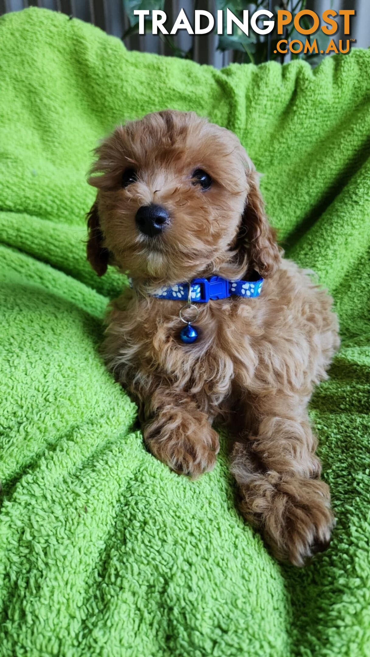 F1 Cavoodle