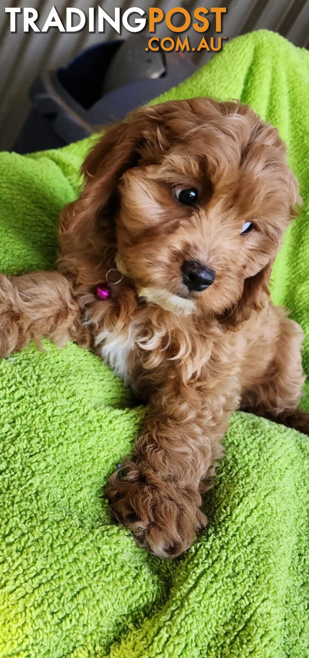 F1 Cavoodle