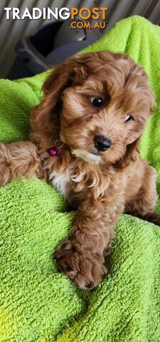 F1 Cavoodle