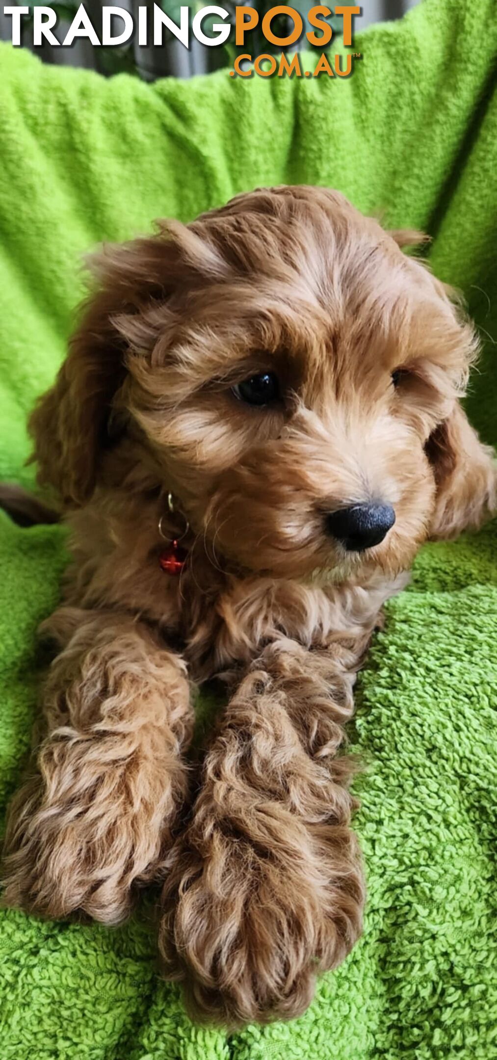 F1 Cavoodle