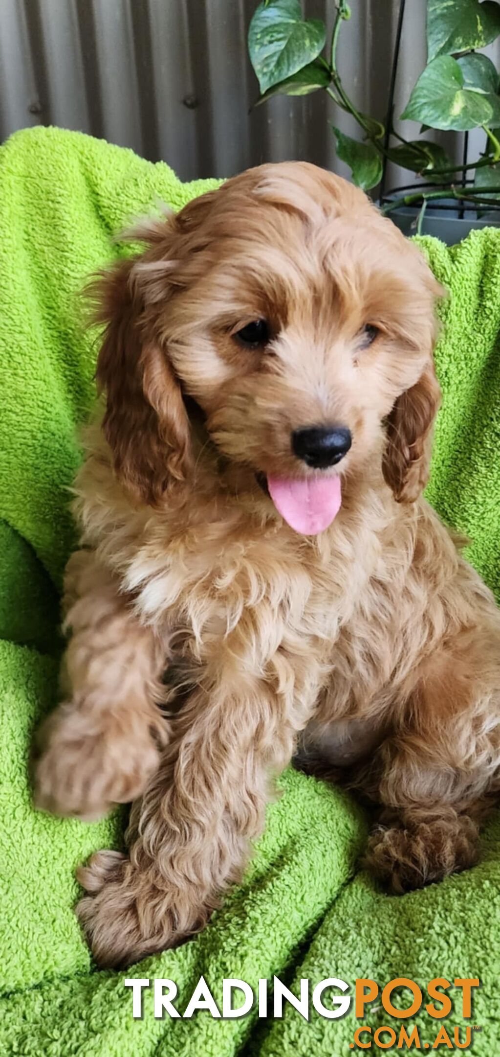 F1 Cavoodle