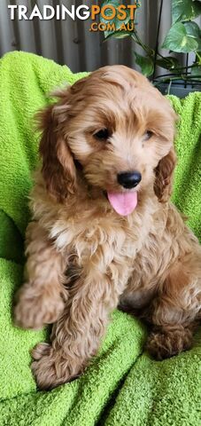 F1 Cavoodle