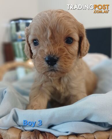 Cavoodles