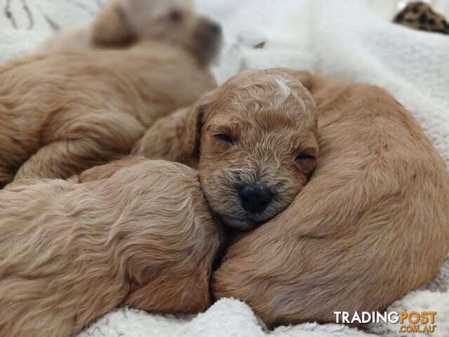 Cavoodles