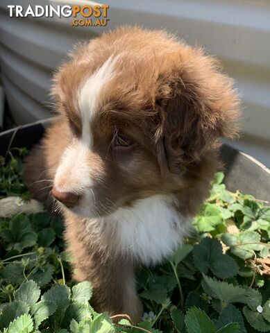 Australian Shepherd female Red Tri purebred puppy