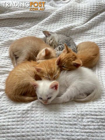 British Shorthair mix kittens for sale