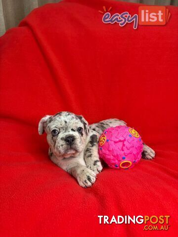 PEDIGREE FRENCH BULLDOG PUPPIES Blue, Isabella Tan Merle, Blue Merle and Lilac...