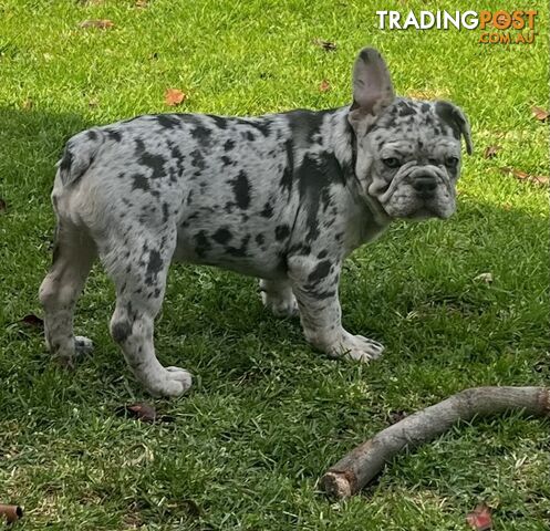 PEDIGREE FRENCH BULLDOG PUPPIES Blue, Isabella Tan Merle, Blue Merle and Lilac...