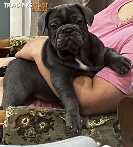 PEDIGREE FRENCH BULLDOG PUPPIES Blue, Isabella Tan Merle, Blue Merle and Lilac...