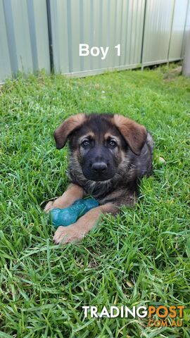 Purebred German Shepherd Puppies