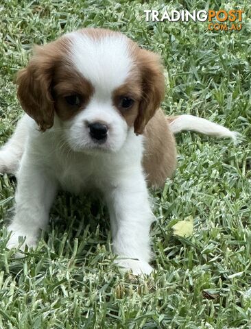 Gorgeous Pugalier puppies