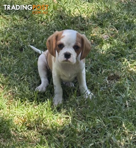 Gorgeous Pugalier puppies