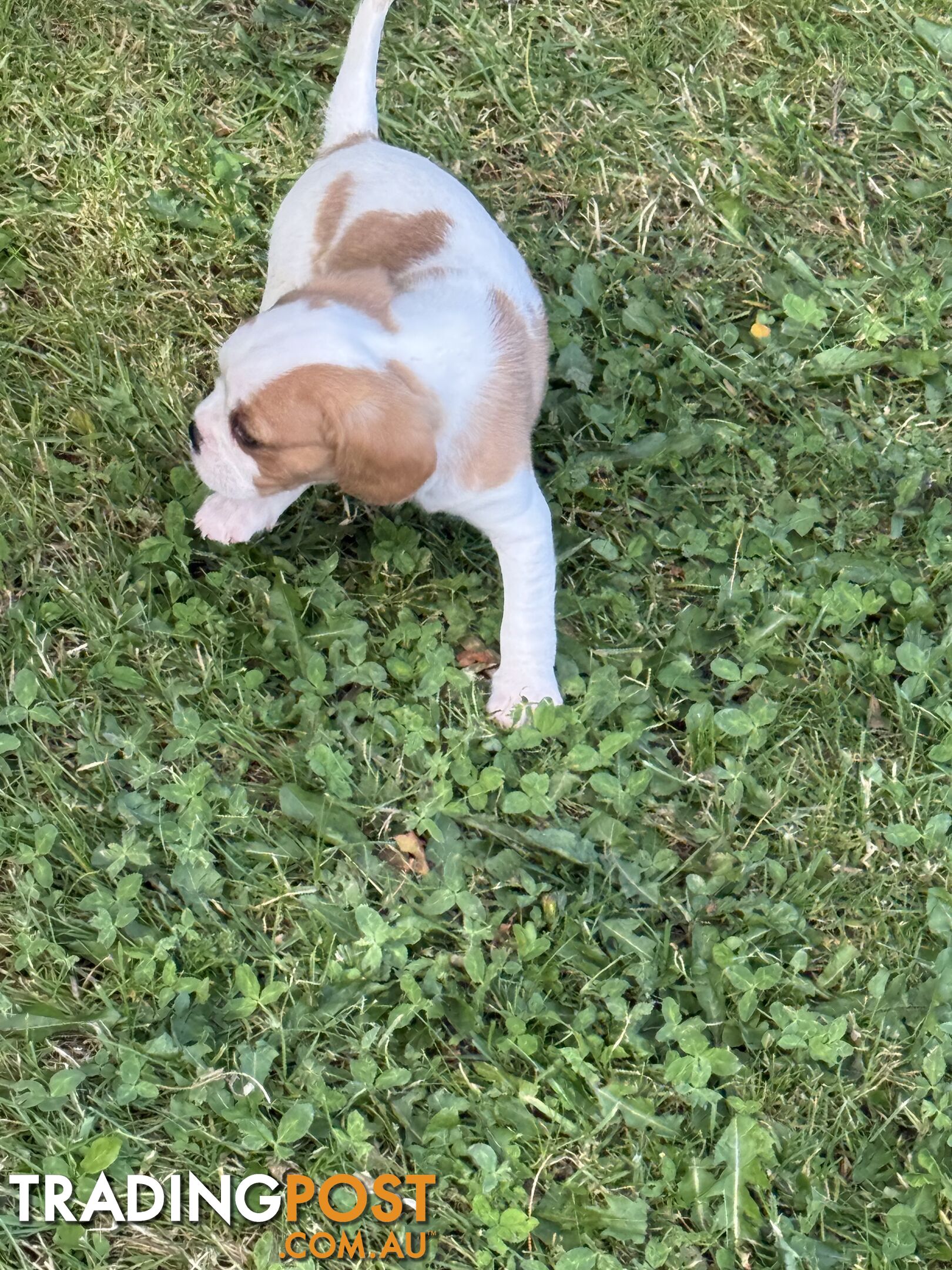 Gorgeous Pugalier puppies