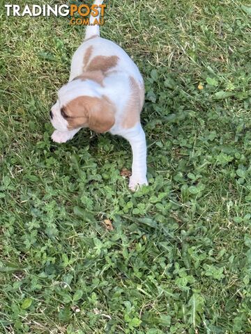 Gorgeous Pugalier puppies