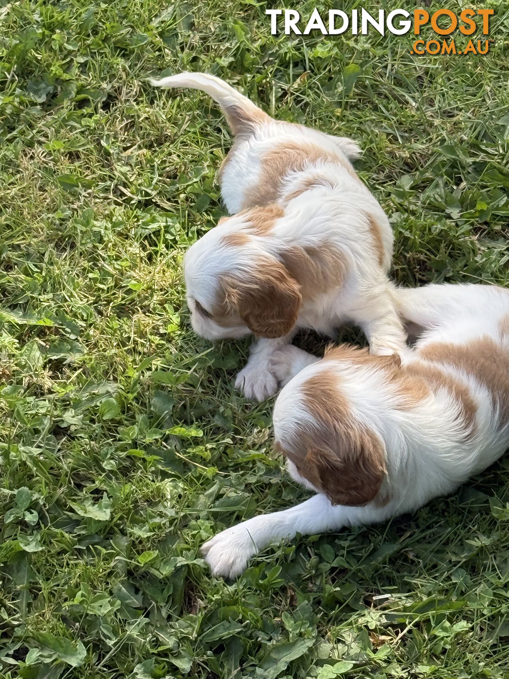 Gorgeous Pugalier puppies