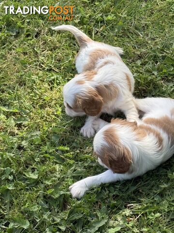 Gorgeous Pugalier puppies