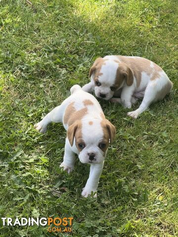 Gorgeous Pugalier puppies