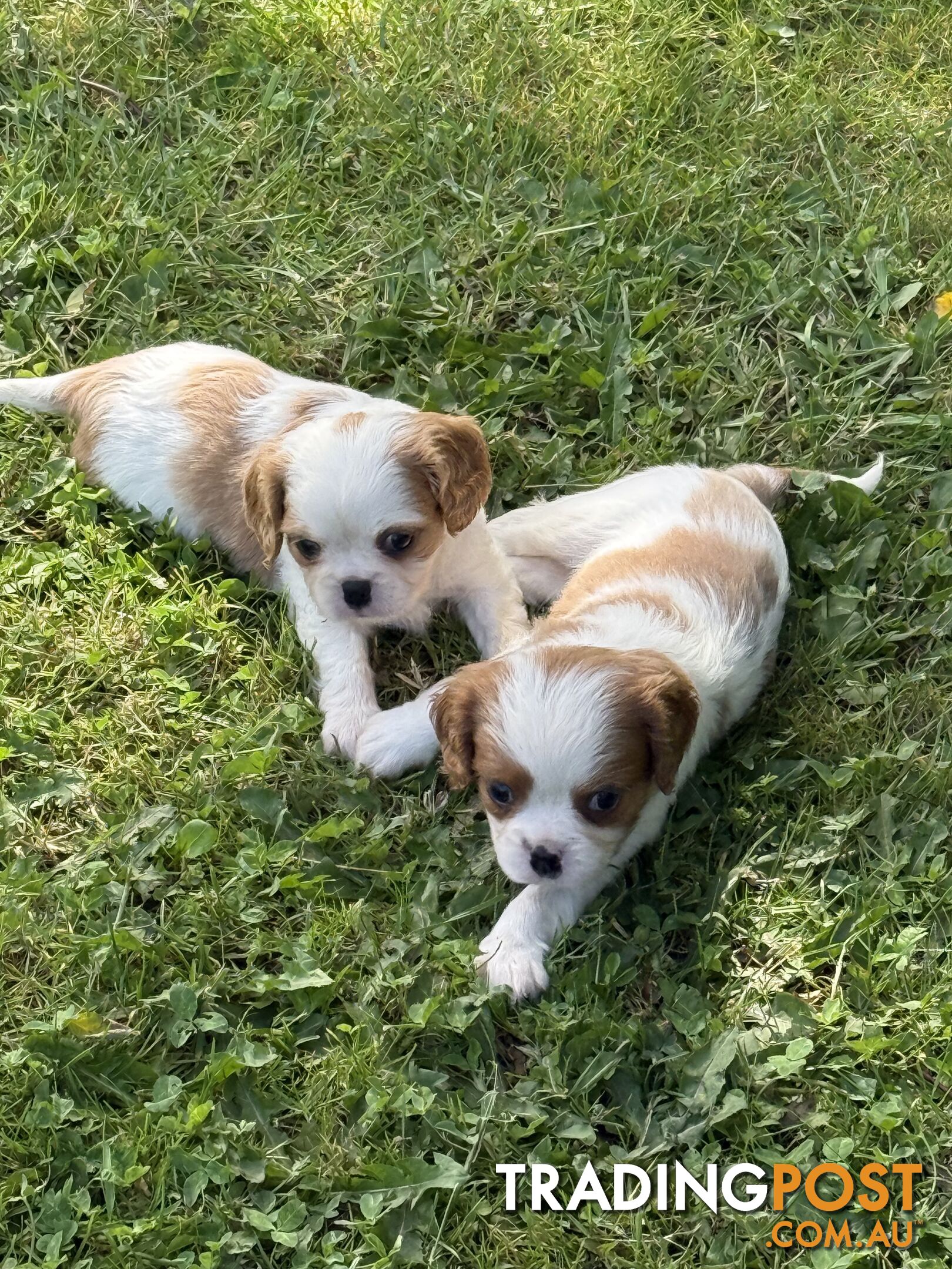 Gorgeous Pugalier puppies