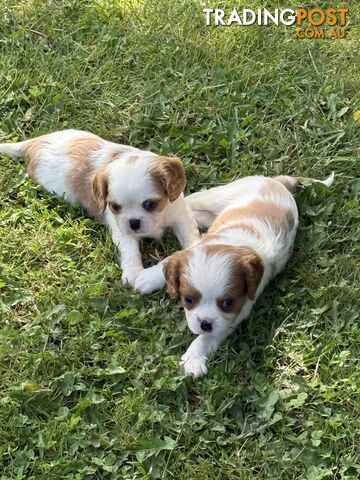 Gorgeous Pugalier puppies