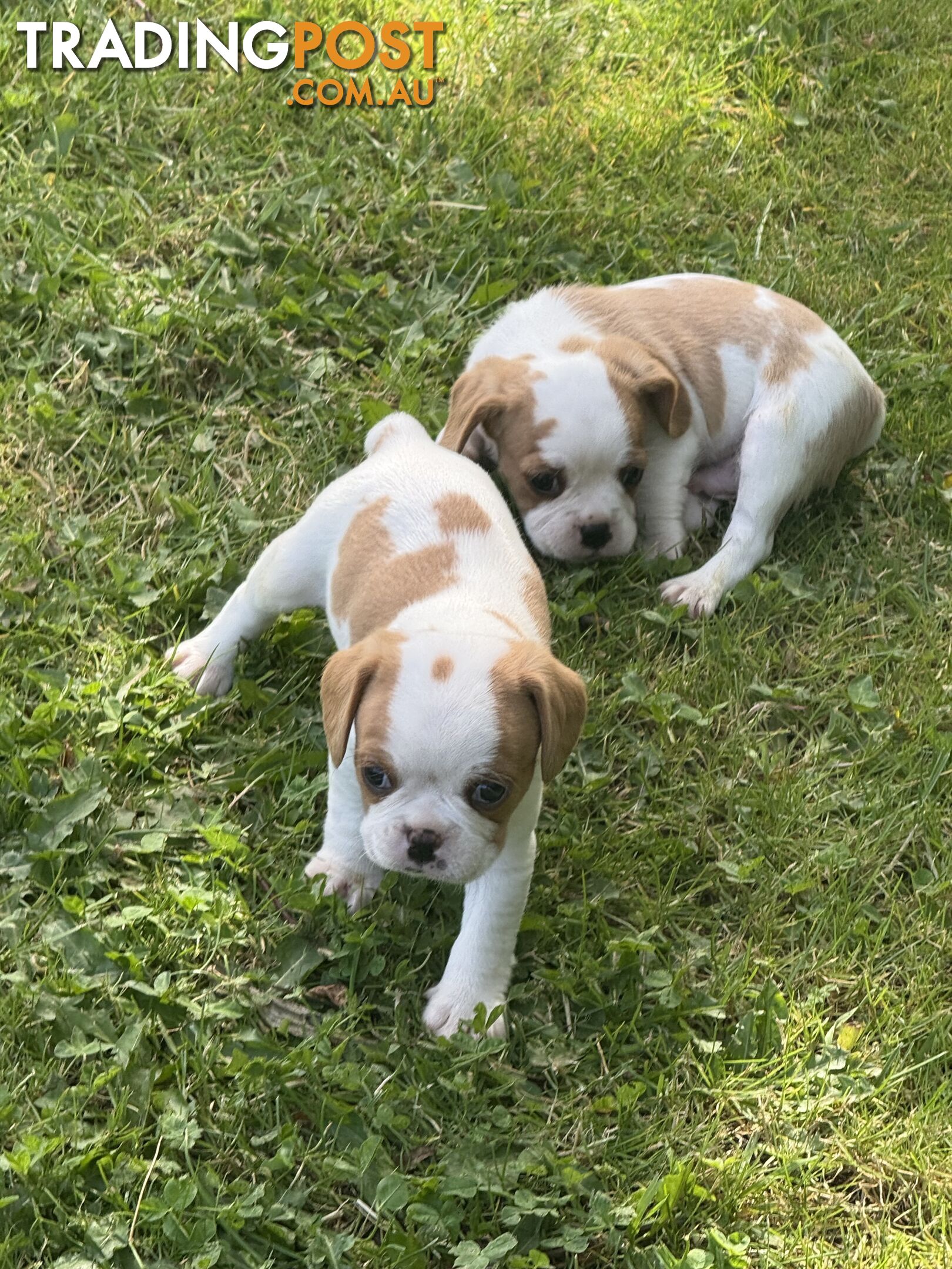 Gorgeous Pugalier puppies