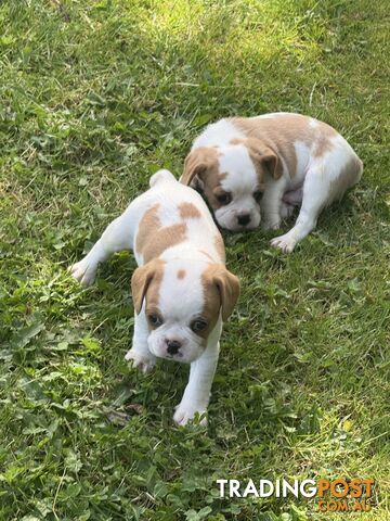 Gorgeous Pugalier puppies