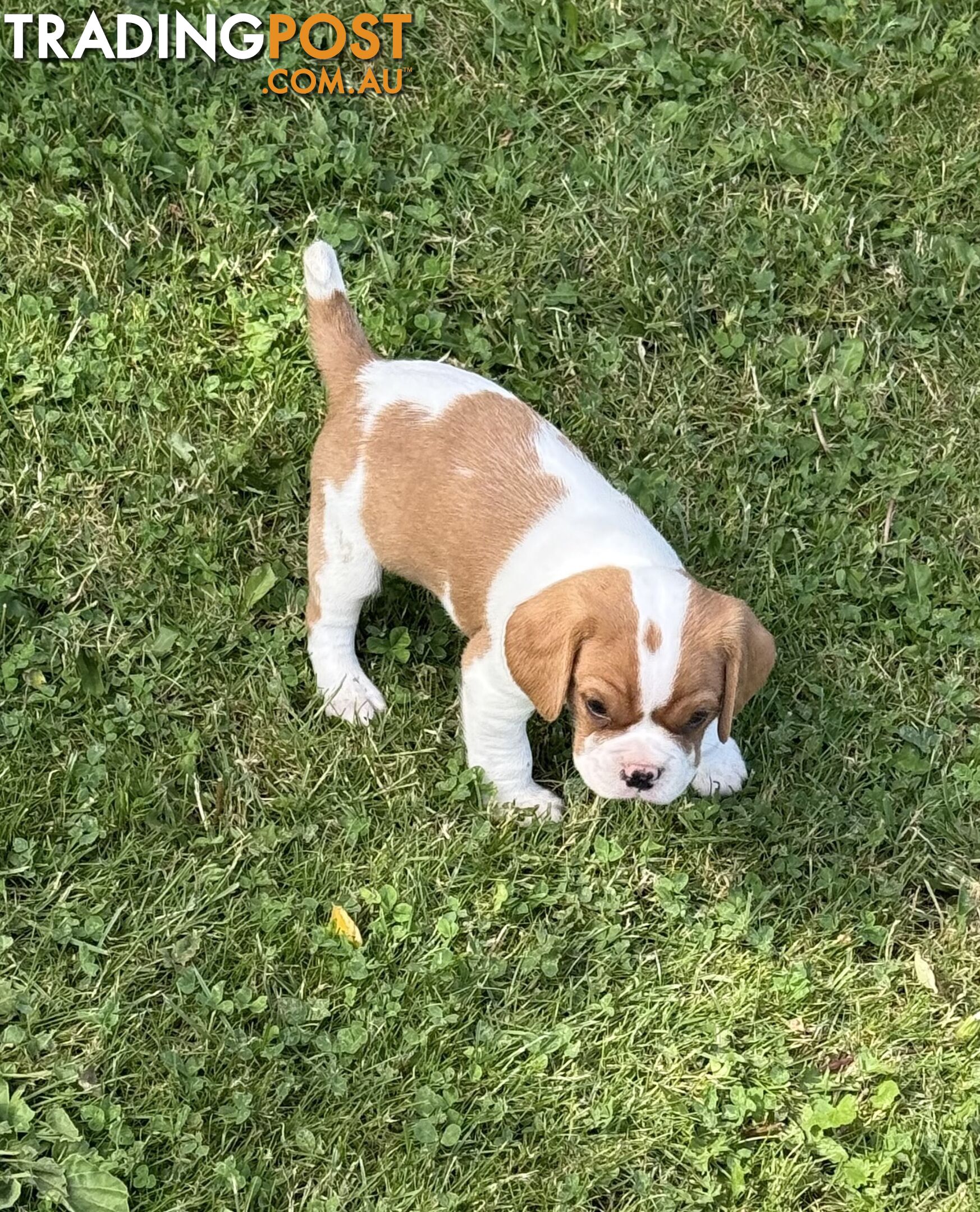 Gorgeous Pugalier puppies