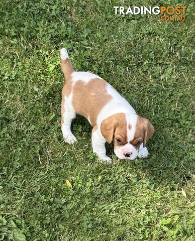 Gorgeous Pugalier puppies