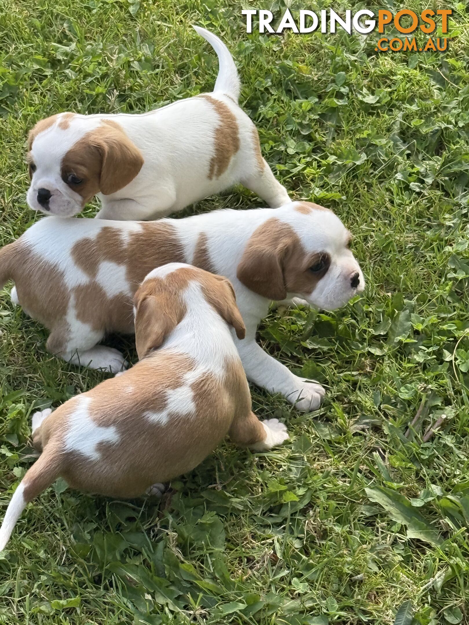 Gorgeous Pugalier puppies