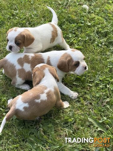 Gorgeous Pugalier puppies