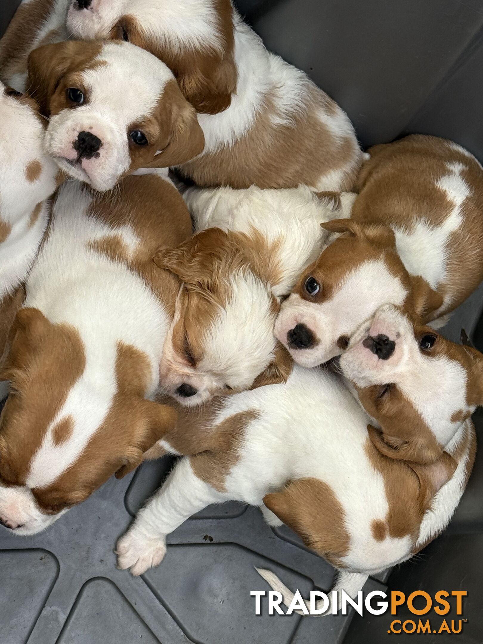 Gorgeous Pugalier puppies