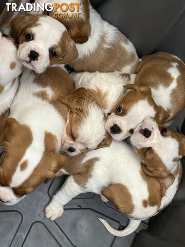 Gorgeous Pugalier puppies