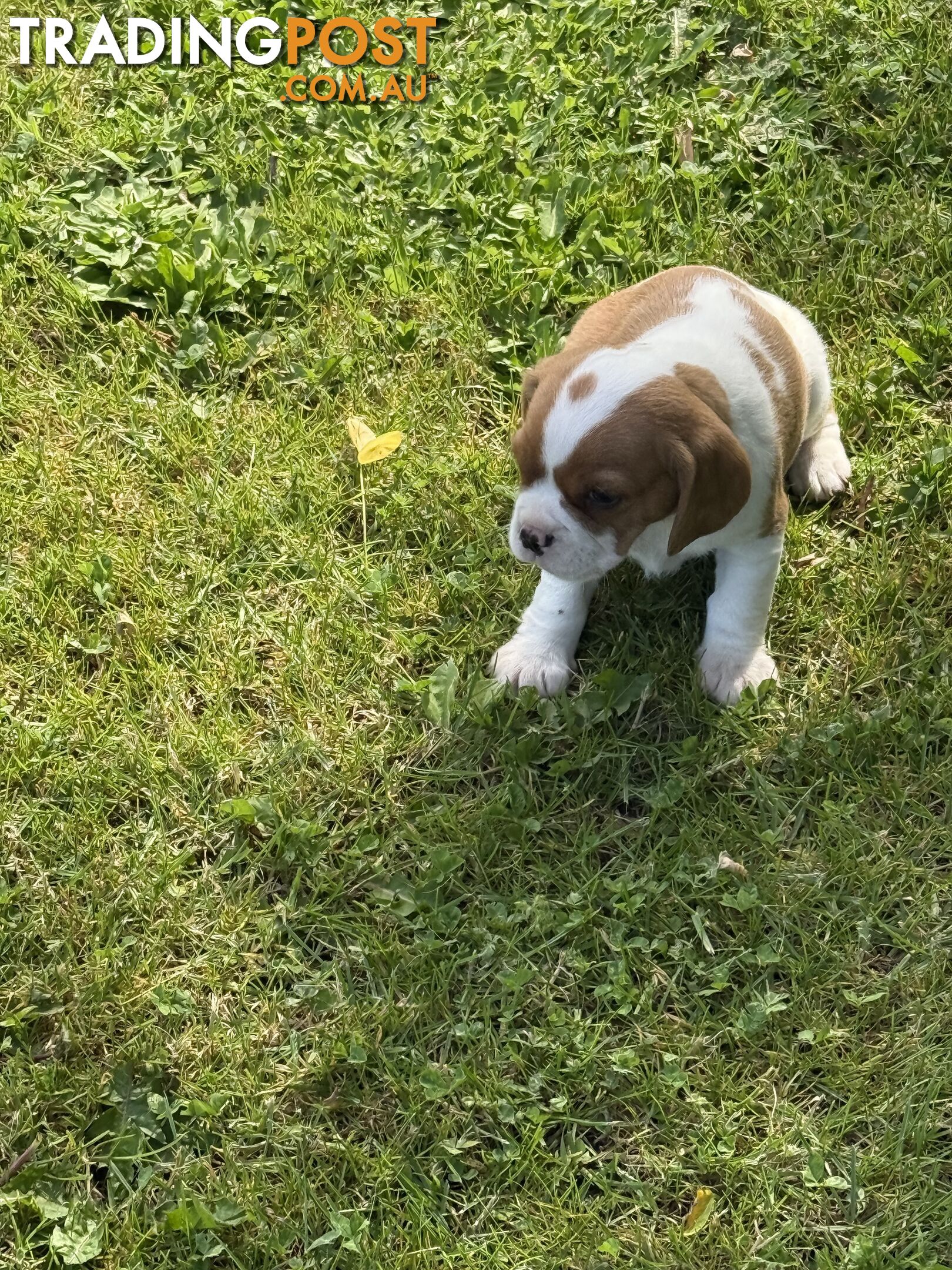 Gorgeous Pugalier puppies