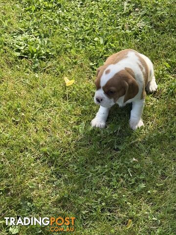 Gorgeous Pugalier puppies