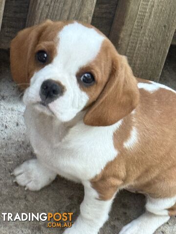 Gorgeous Pugalier puppies