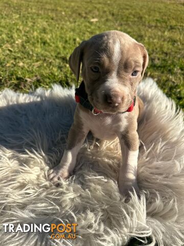 Looking for a good home for puppies