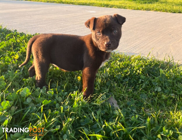 American Bulldog x American Staffy