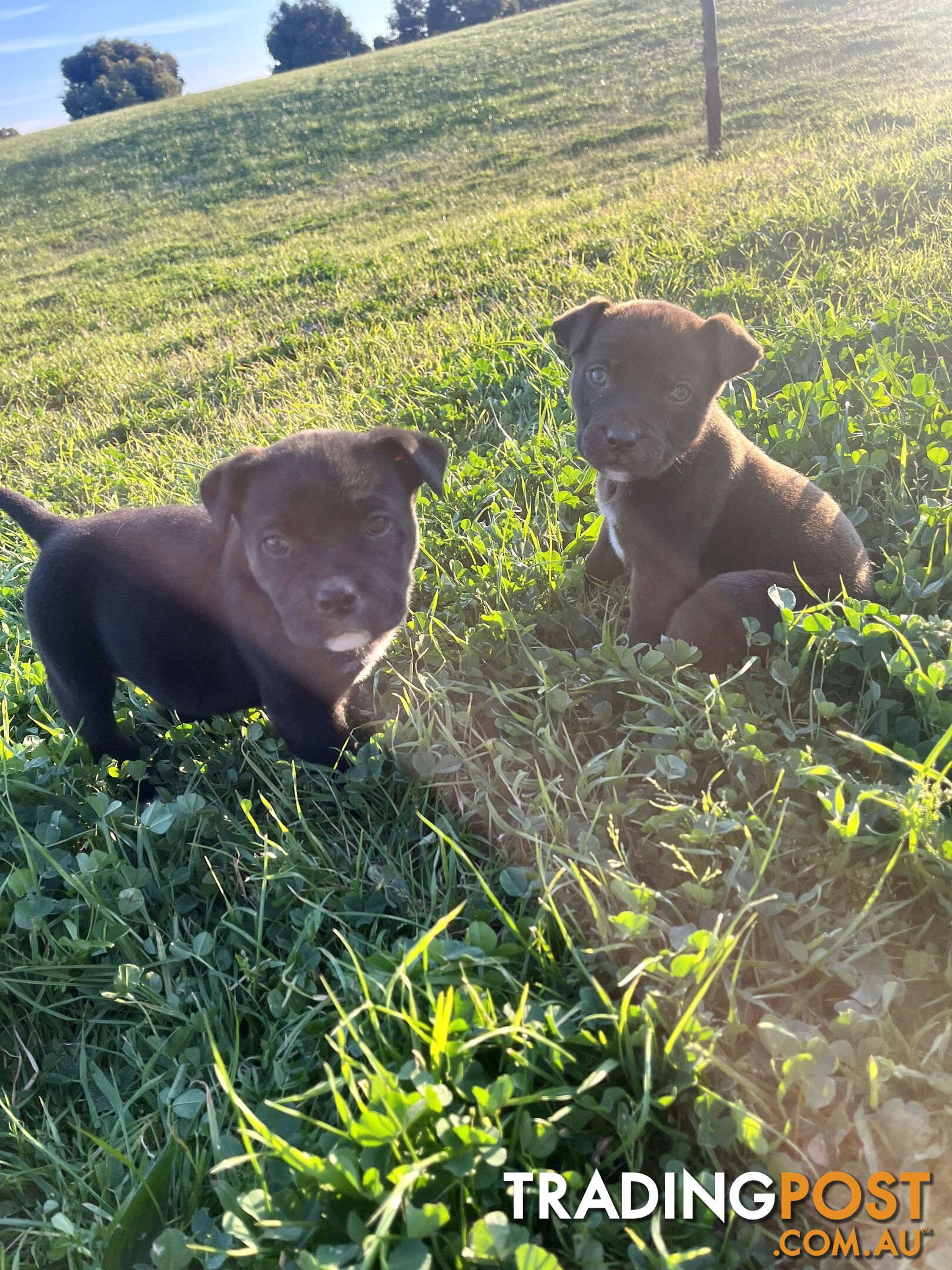 American Bulldog x American Staffy