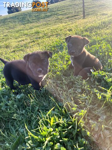 American Bulldog x American Staffy