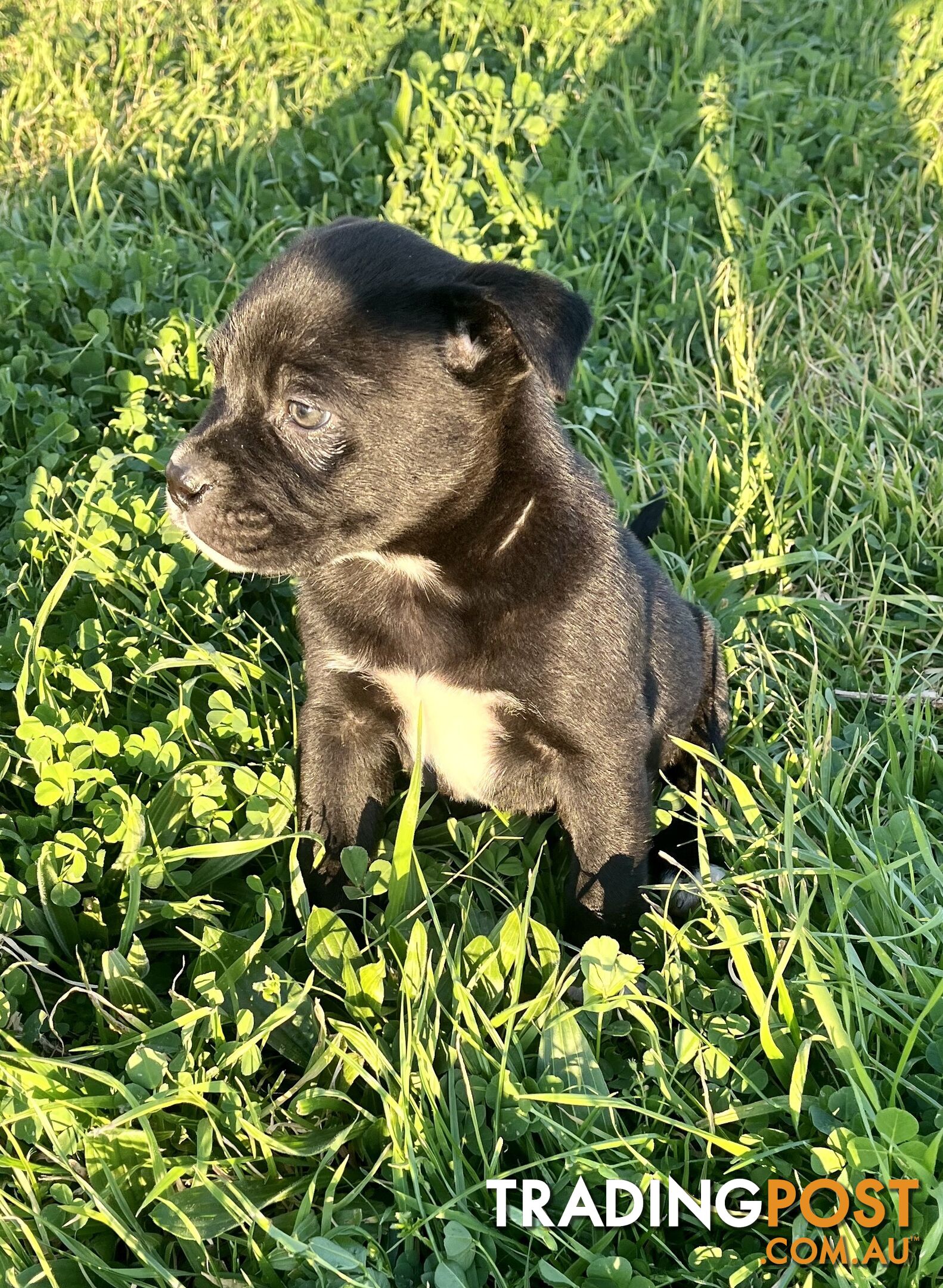 American Bulldog x American Staffy