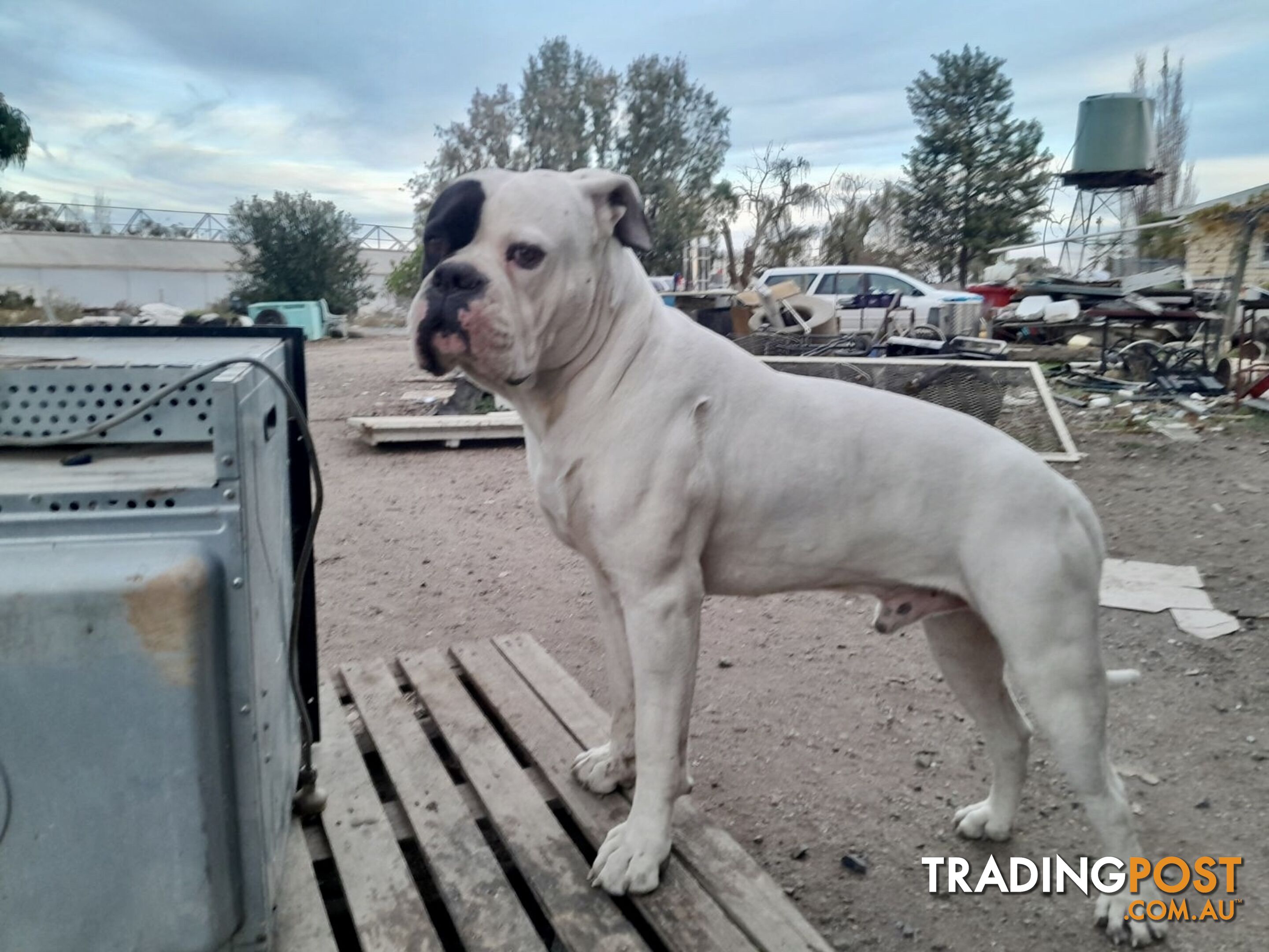 American Bulldog x American Staffy