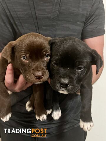 American Bulldog x American Staffy