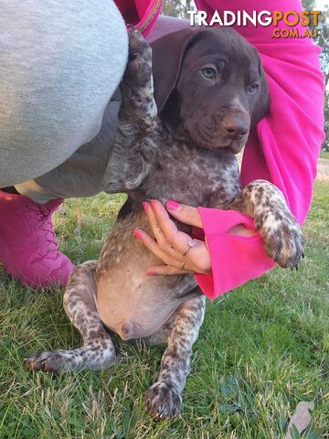 Purebred German Shorthaired Pointers