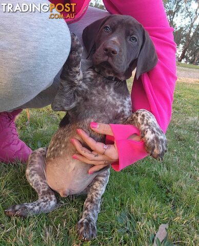 Purebred German Shorthaired Pointers
