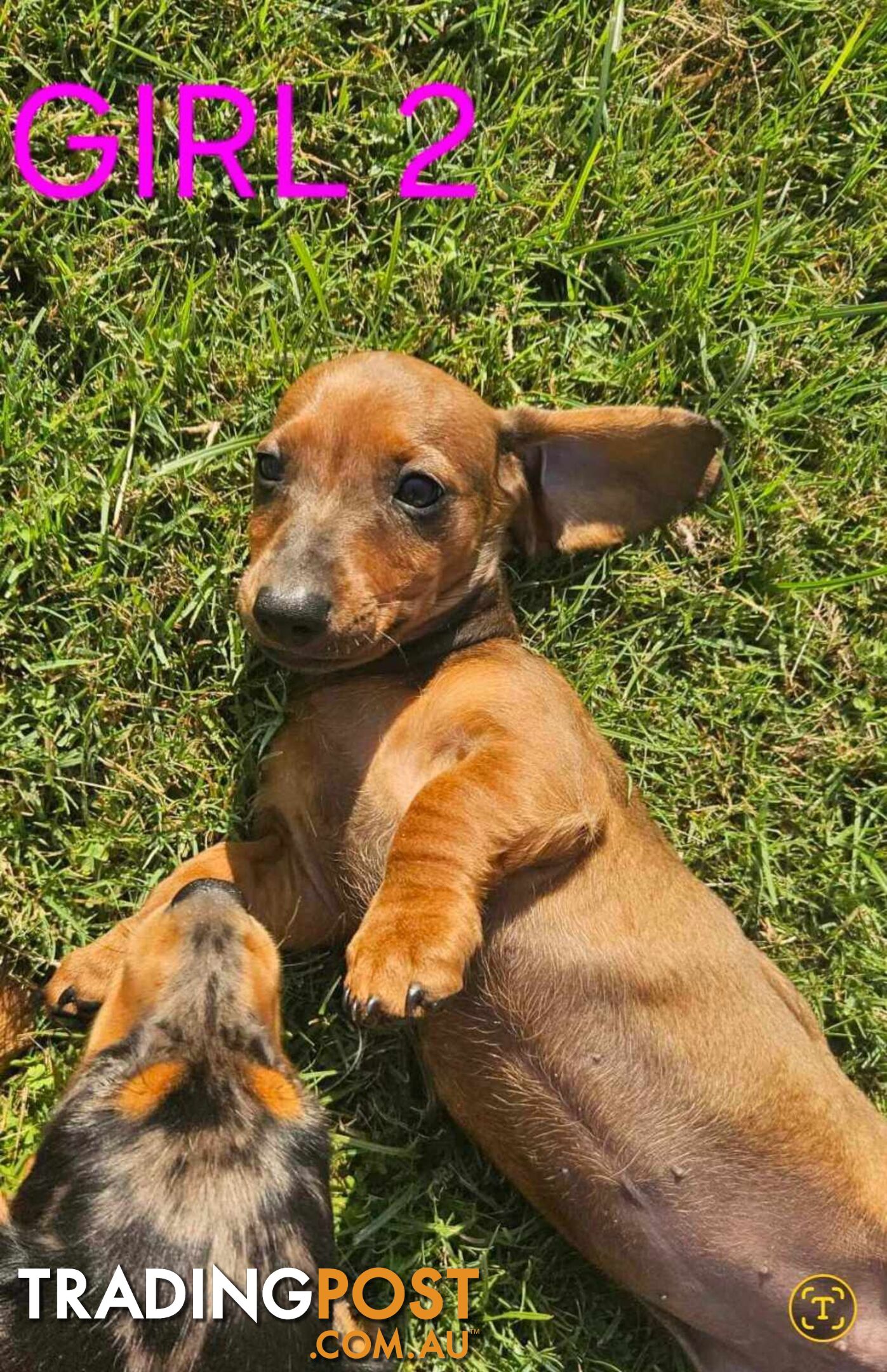 Miniture dachshund puppies