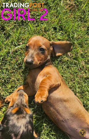 Miniture dachshund puppies