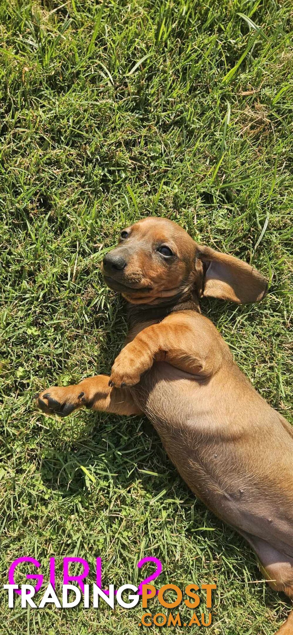 Miniture dachshund puppies