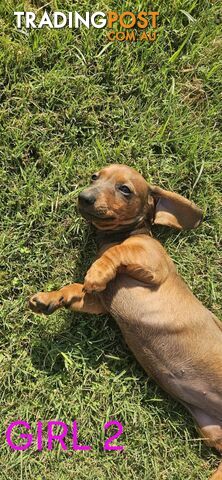 Miniture dachshund puppies