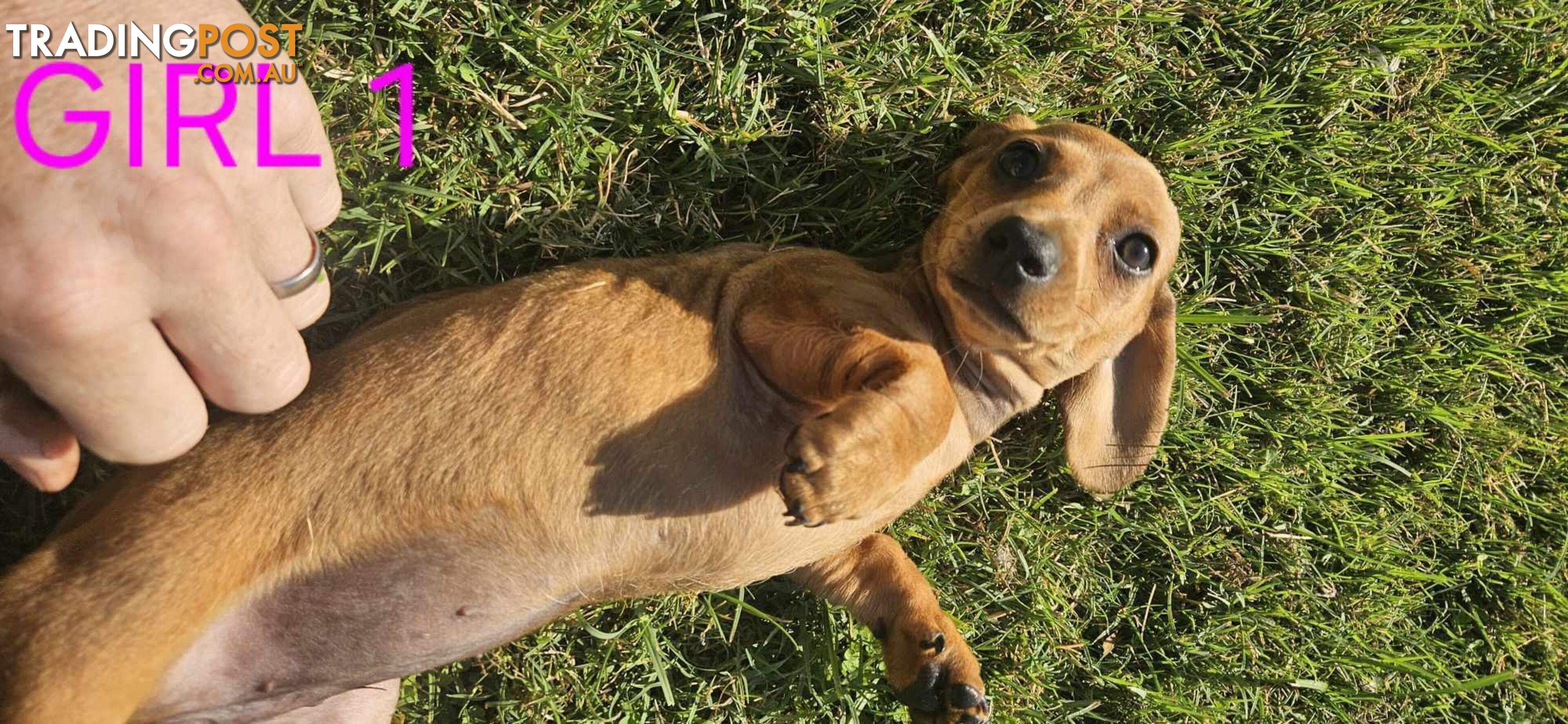 Miniture dachshund puppies