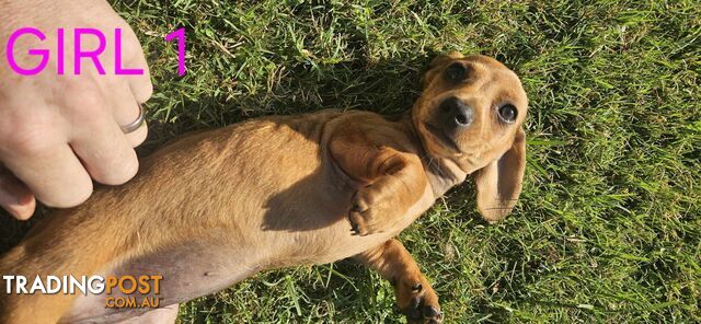 Miniture dachshund puppies